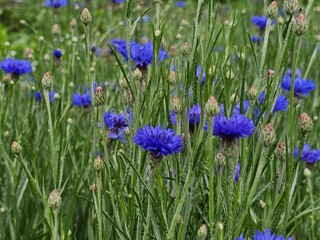 cornflowers, blue flowers in the garden