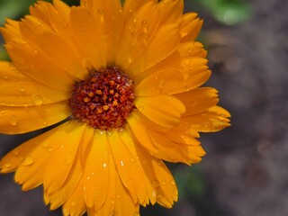 calendula, calendula close-up