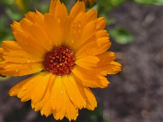 calendula, calendula close-up