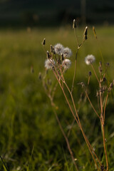 flowers on a meadow