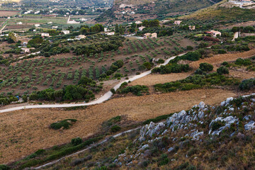 Aerial view of olive groves in Scopello, Sicily. Italy