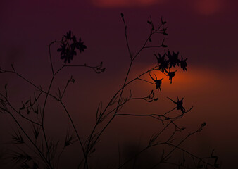 Wild flower silhouette of field larkspur plant in the late sunset light