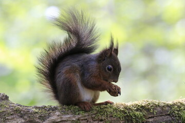 Eichhönrchen (Sciurus)