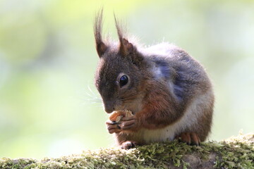 Eichhönrchen (Sciurus)