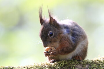 Eichhönrchen (Sciurus)