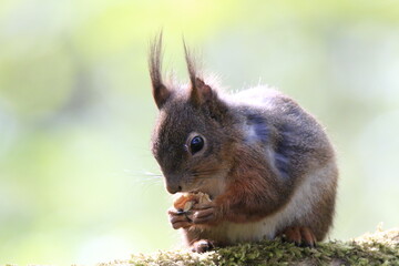 Eichhönrchen (Sciurus)