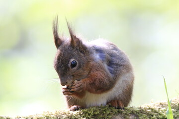 Eichhönrchen (Sciurus)