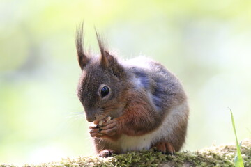 Eichhönrchen (Sciurus)