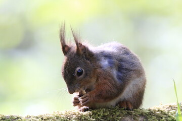 Eichh&ouml;nrchen (Sciurus)