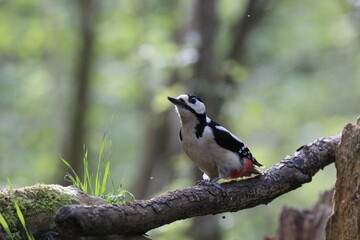 Buntspecht (Dendrocopos major)
