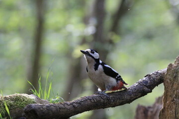 Buntspecht (Dendrocopos major)