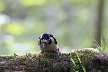 Buntspecht (Dendrocopos major)