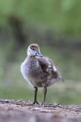 Nilgans Küken (Alopochen aegyptiaca)