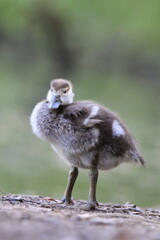 Nilgans K&uuml;ken (Alopochen aegyptiaca)