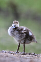 Nilgans Küken (Alopochen aegyptiaca)