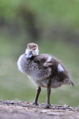 Nilgans Küken (Alopochen aegyptiaca)