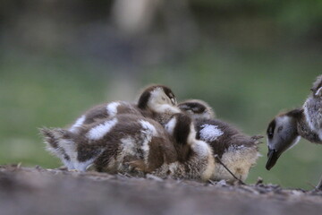 Nilgans Familie K&uuml;ken (alopochen aegyptiaca)