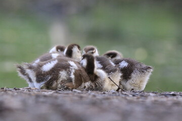 Nilgans Familie K&uuml;ken (alopochen aegyptiaca)
