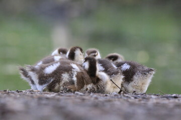 Nilgans Familie K&uuml;ken (alopochen aegyptiaca)