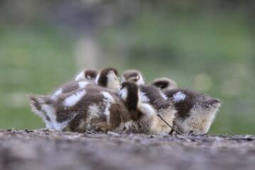 Nilgans Familie K&uuml;ken (alopochen aegyptiaca)