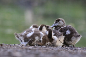 Nilgans Familie Küken (alopochen aegyptiaca)