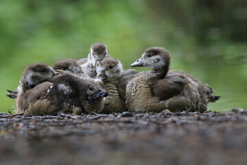 Nilgans Familie Küken (alopochen aegyptiaca)