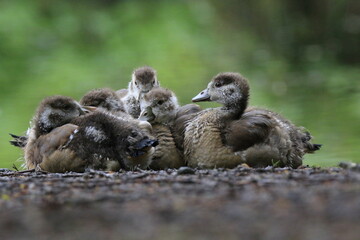 Nilgans Familie Küken (alopochen aegyptiaca)