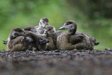 Nilgans Familie Küken (alopochen aegyptiaca)