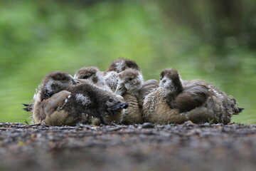 Nilgans Familie Küken (alopochen aegyptiaca)