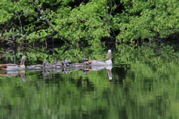 Nilgans Familie Küken (alopochen aegyptiaca)