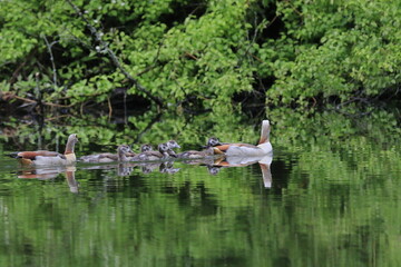 Nilgans Familie Küken (alopochen aegyptiaca)