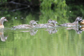 Nilgans Familie Küken (alopochen aegyptiaca)