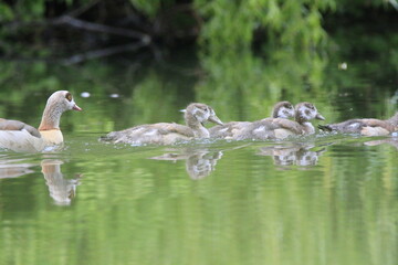 Nilgans Familie Küken (alopochen aegyptiaca)