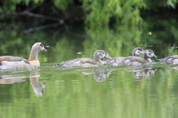 Nilgans Familie Küken (alopochen aegyptiaca)
