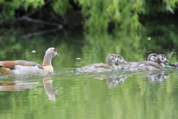 Nilgans Familie Küken (alopochen aegyptiaca)