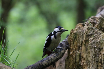 Buntspecht (Dendrocopos major)