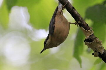 Kleiber (Sitta europaea)