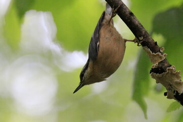 Kleiber (Sitta europaea)