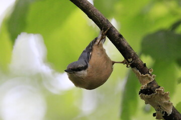 Kleiber (Sitta europaea)
