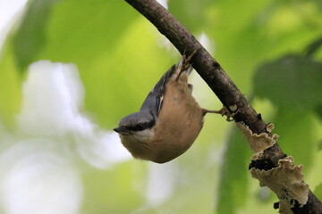 Kleiber (Sitta europaea)