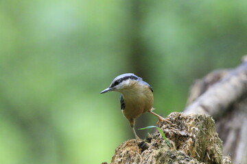 Kleiber (Sitta europaea)