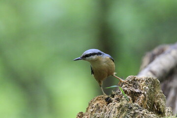 Kleiber (Sitta europaea)