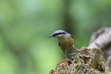 Kleiber (Sitta europaea)