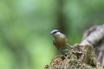 Kleiber (Sitta europaea)