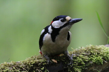 Naklejka premium Buntspecht (Dendrocopos major)