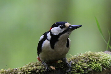 Buntspecht (Dendrocopos major)