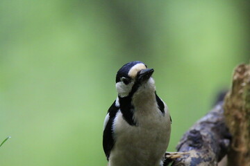 Buntspecht (Dendrocopos major)