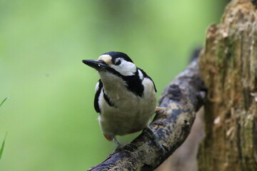 Obraz premium Buntspecht (Dendrocopos major)