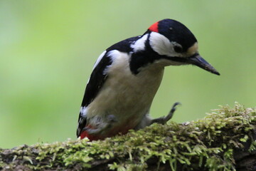 Buntspecht (Dendrocopos major)