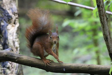 Eichhörnchen (Sciurus)
